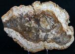 Top Quality x Petrified Wood Slab - Madagascar #9507-2